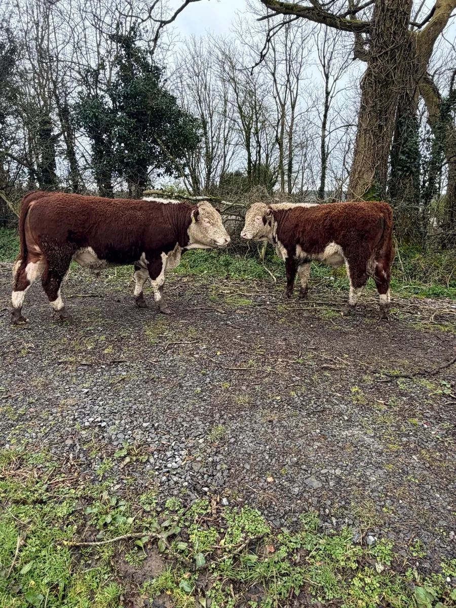 Pedigree Hereford Bulls - Image 1