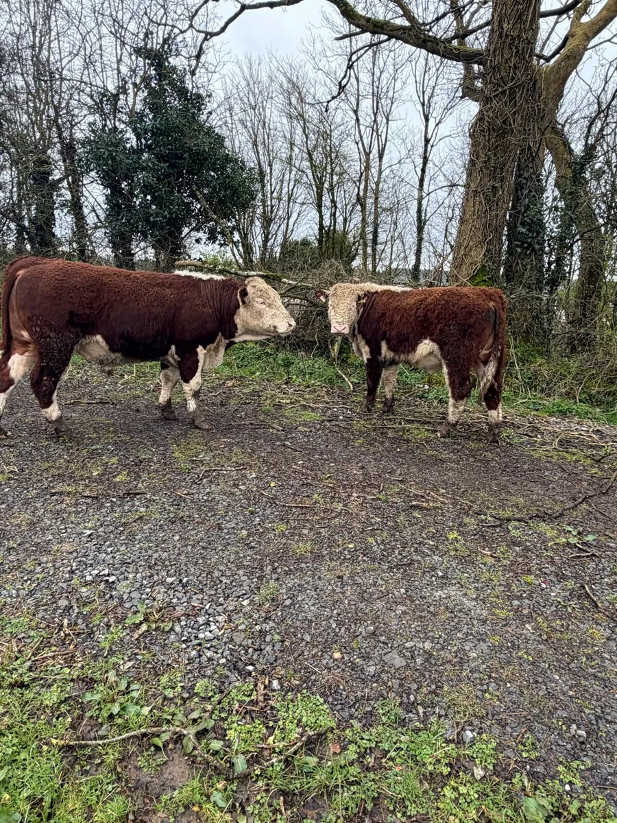 Pedigree Hereford Bulls - Image 2