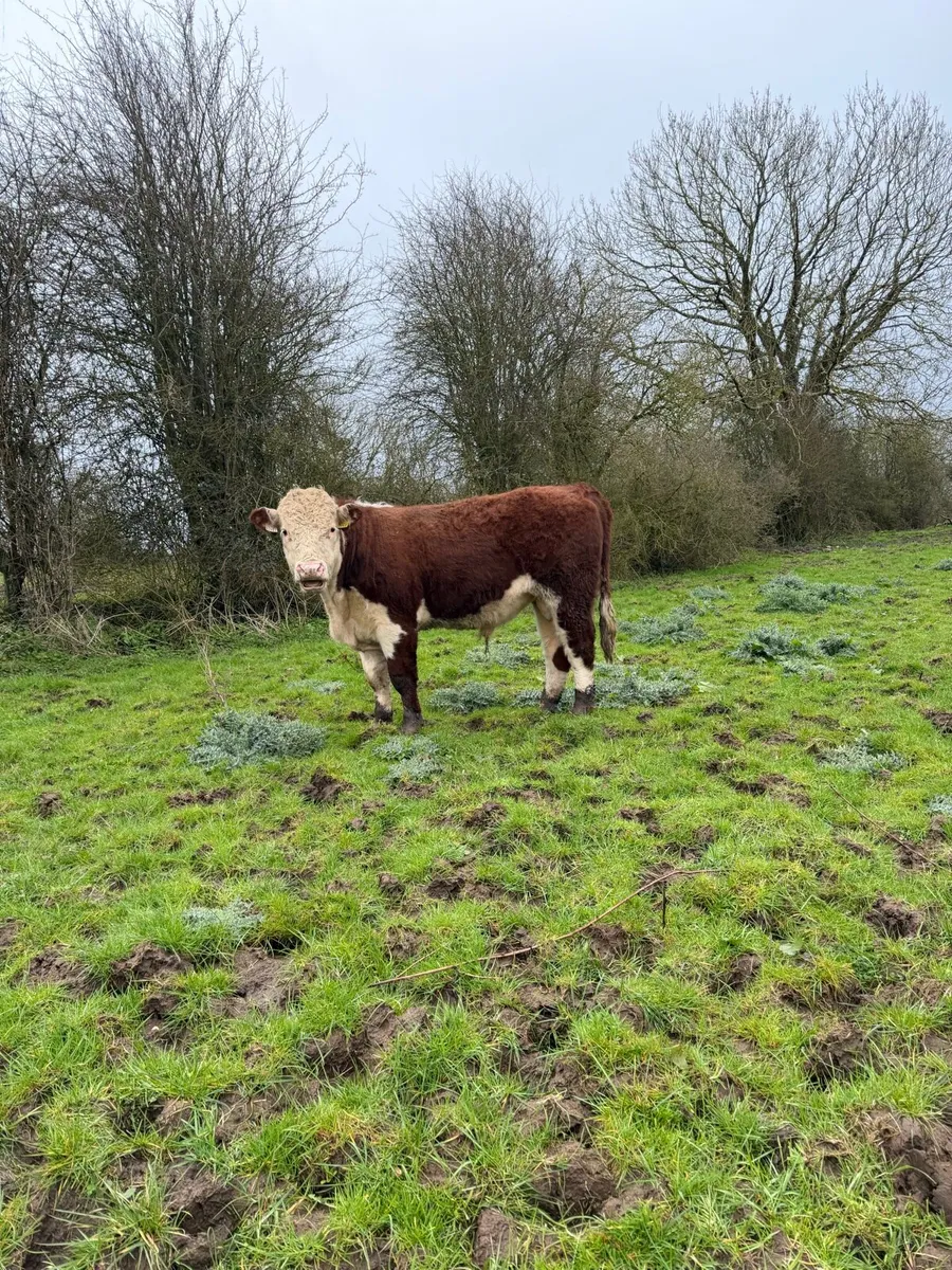 Pedigree Hereford Bulls - Image 3
