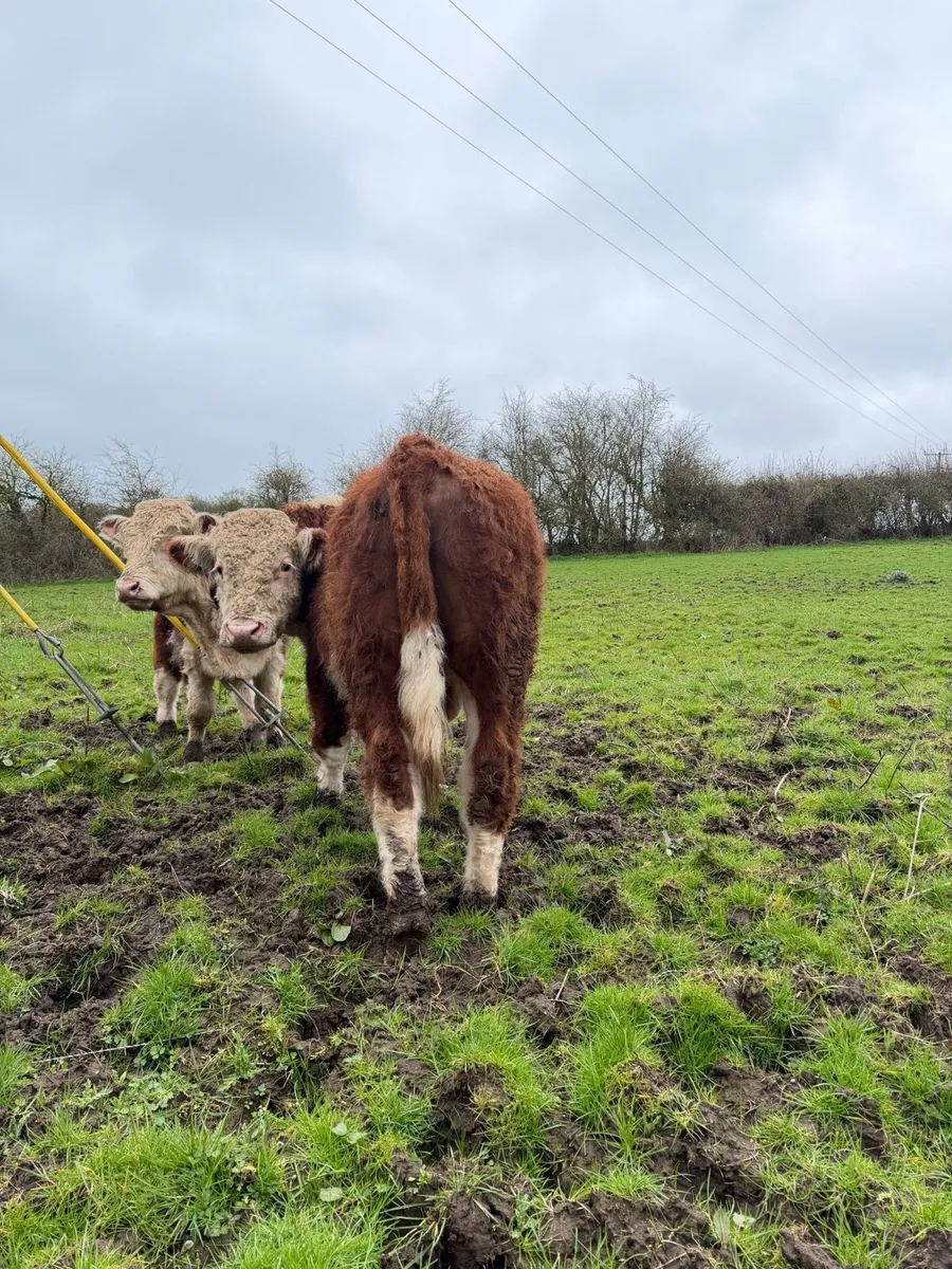Pedigree Hereford Bulls - Image 4