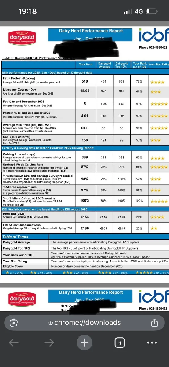 Dairy heifer calves - Image 4