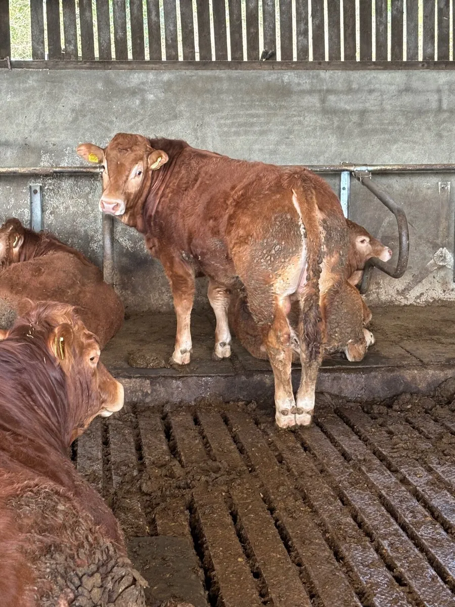 Pedigree Limousin Bulls, heifer, cows - Image 1