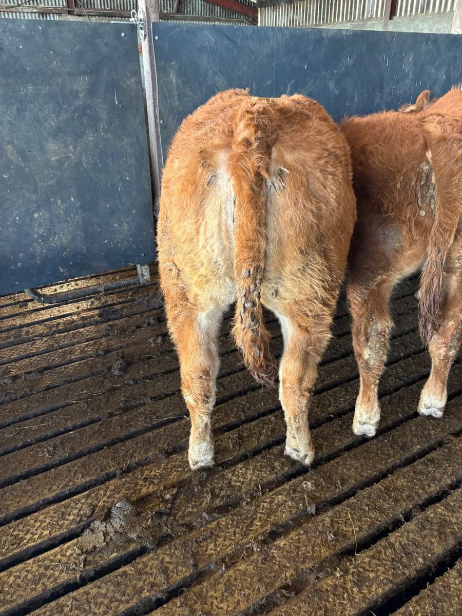 Pedigree Limousin Bulls, heifer, cows - Image 4