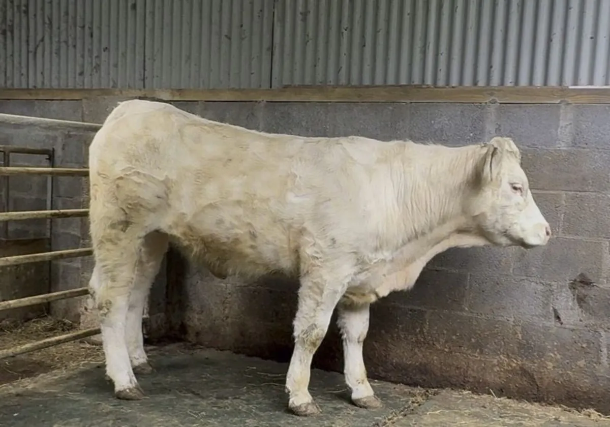 PUREBRED CHAROLAIS INCALF HEIFER - Image 3