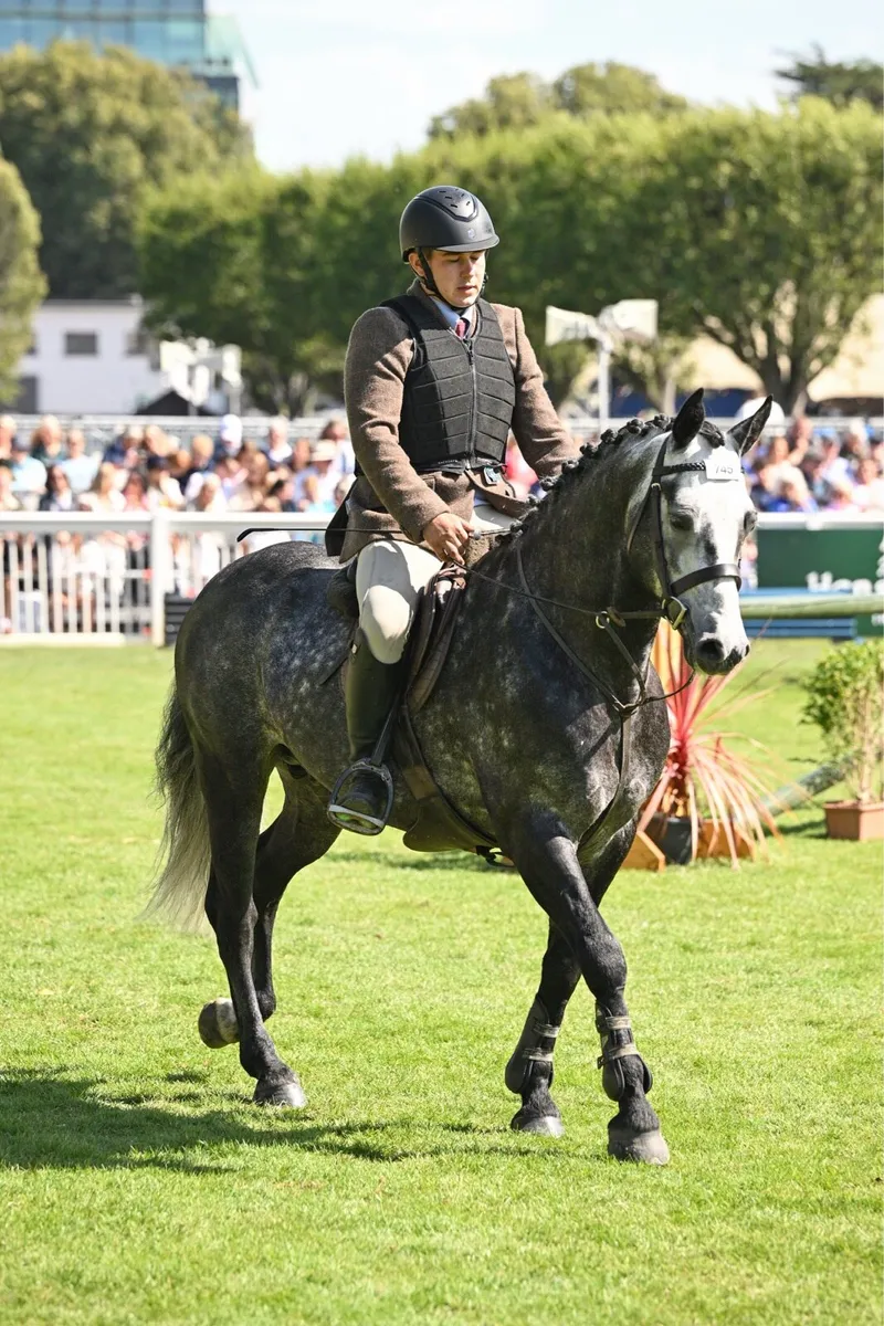 Class 1 Connemara stallion Carrowmore magic mist - Image 2