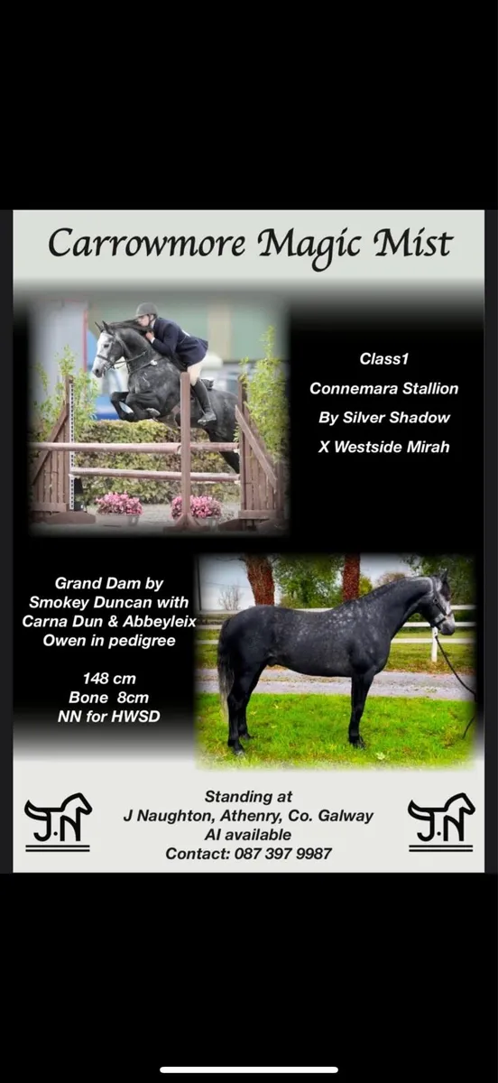Class 1 Connemara stallion Carrowmore magic mist - Image 1