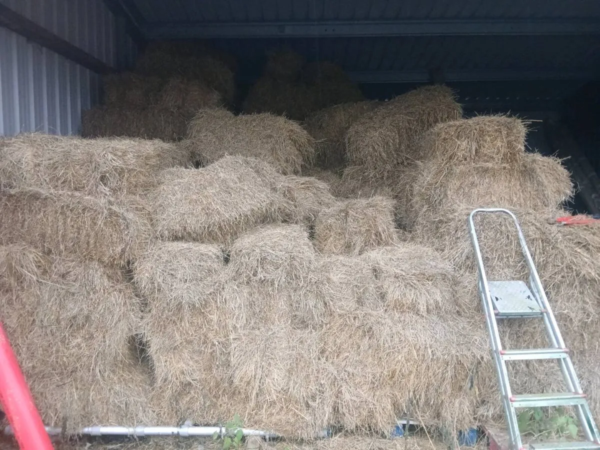 Organic hay - Image 1
