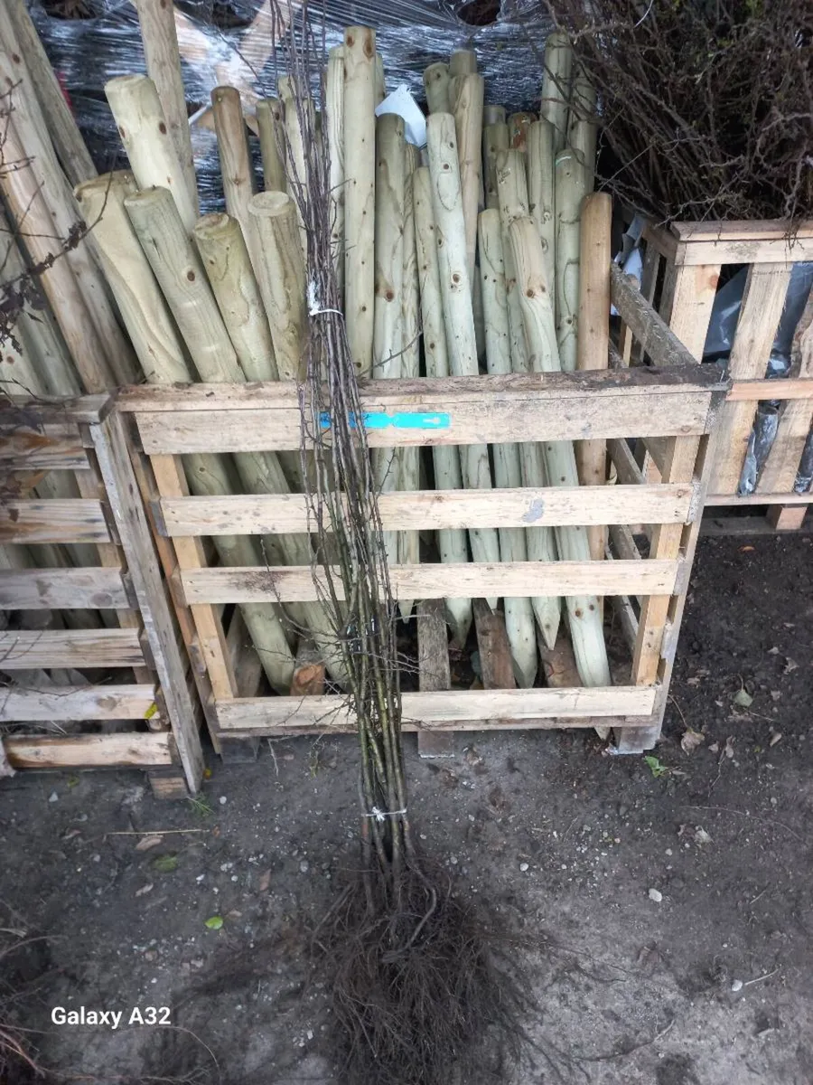 Whitethorn hedging - Image 1