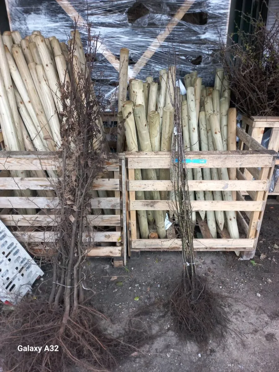 Whitethorn hedging - Image 2