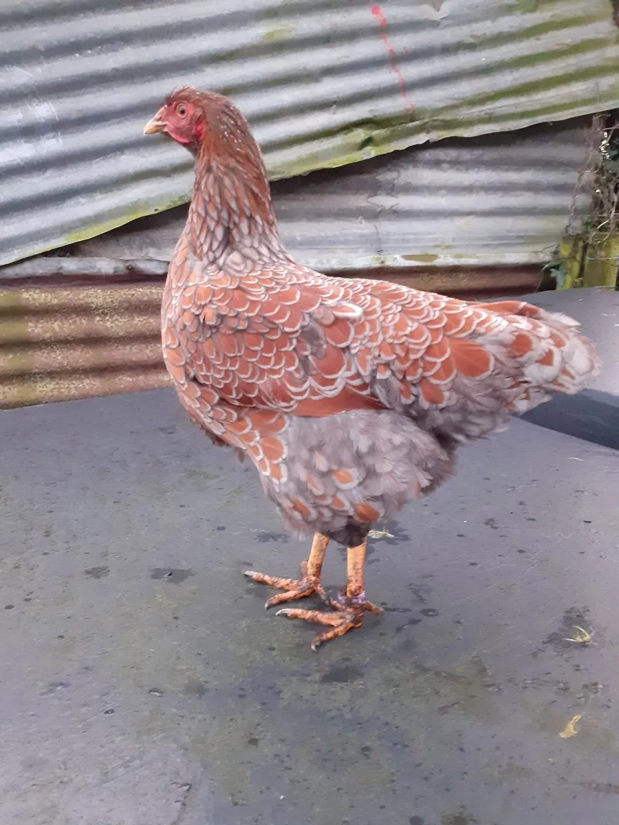 Bantam roosters, wyndotte and hens - Image 4