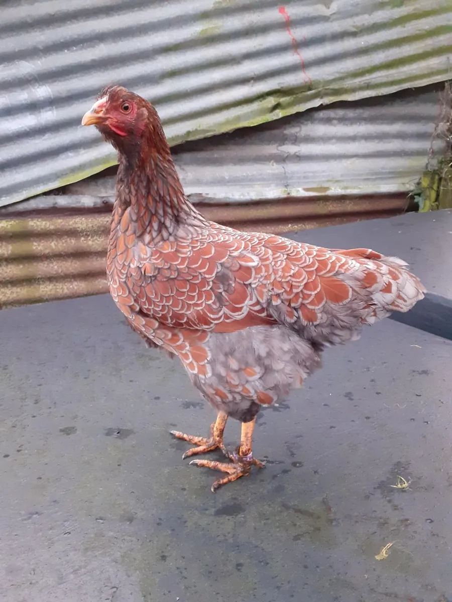 Bantam roosters, wyndotte and hens - Image 1