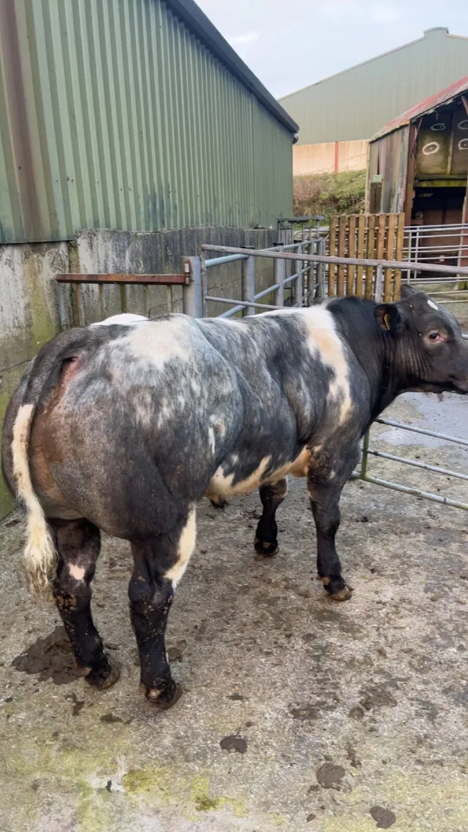 Weanling bulls for Gortatlea Mart E&U grade sale - Image 1