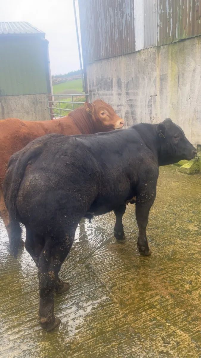 Weanling bulls for Gortatlea Mart E&U grade sale - Image 4