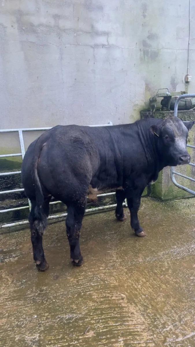 Weanling bulls for Gortatlea Mart E&U grade sale - Image 3