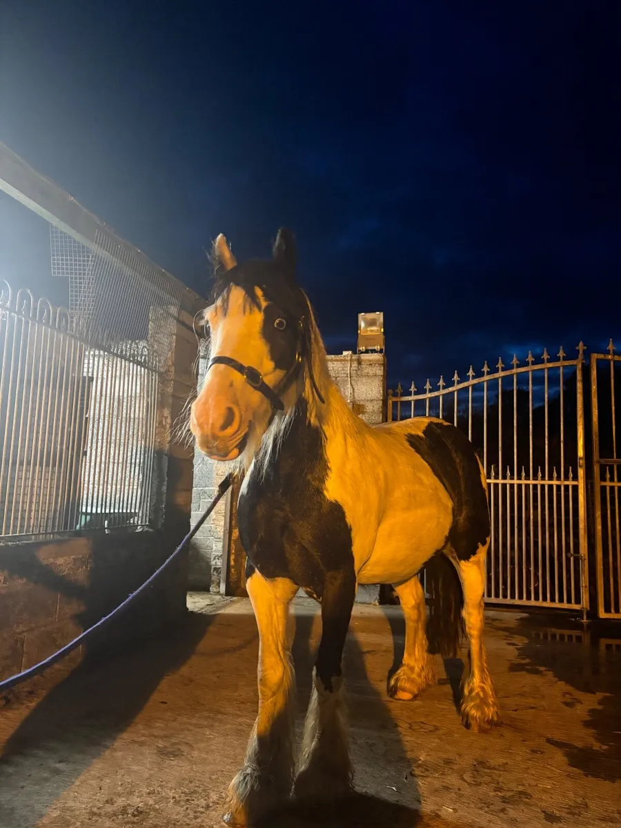 Riding cob for sale - Image 2