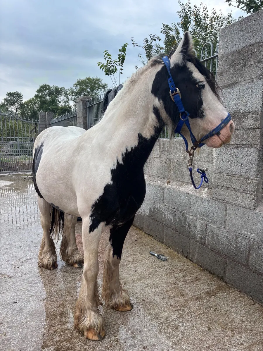 Riding cob for sale - Image 4