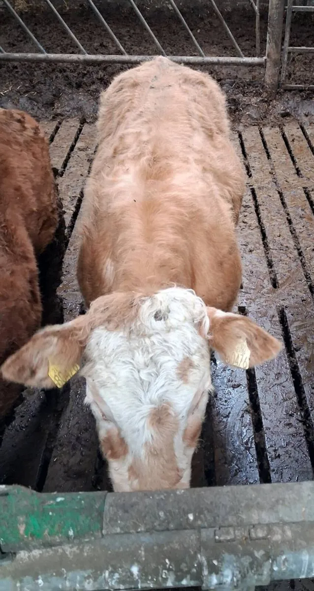 25' Born CH Heifers - Image 1