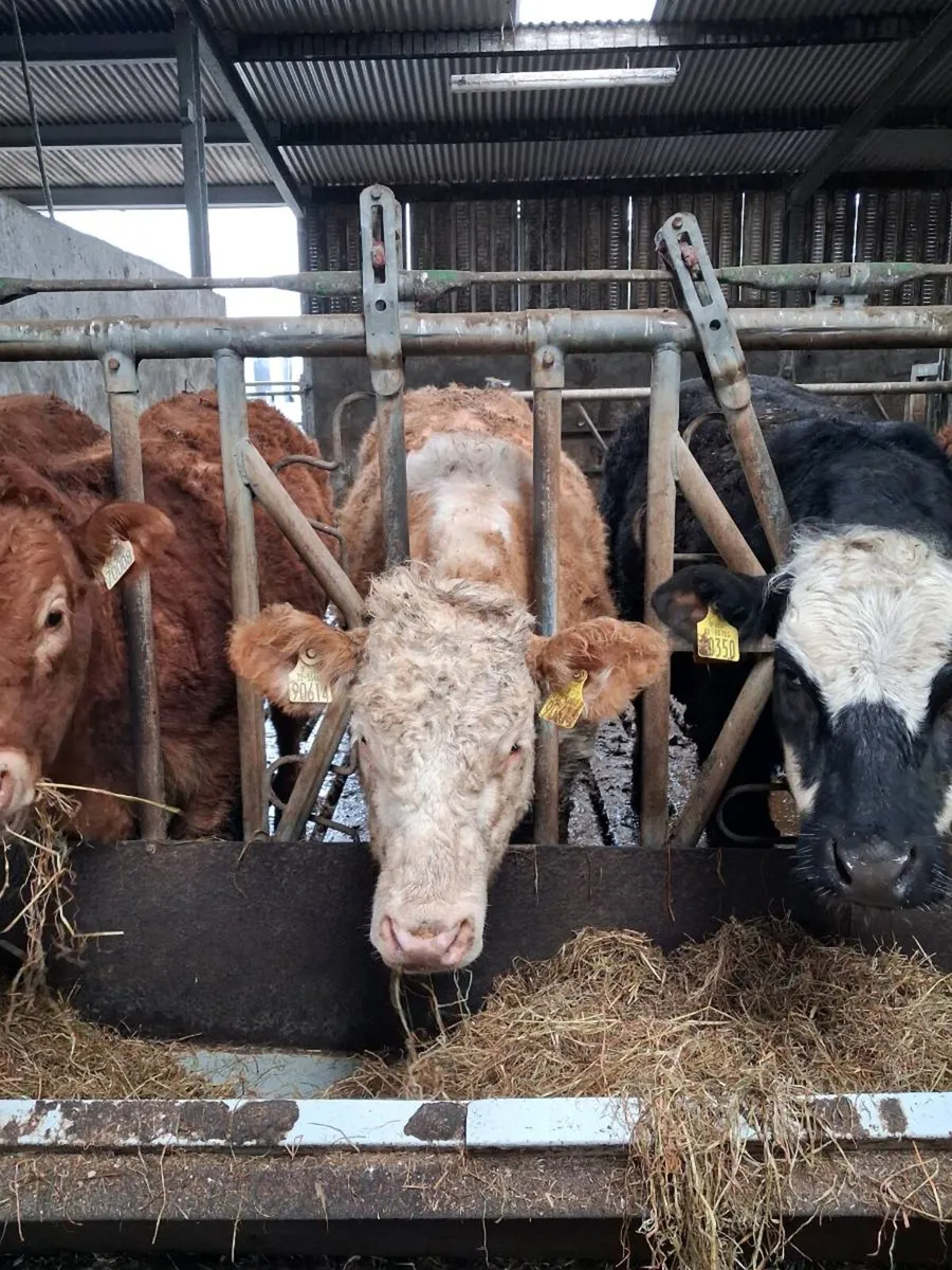 25' Born CH Heifers - Image 4