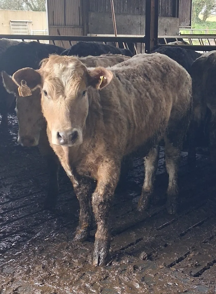 25' Born CH Heifers - Image 2