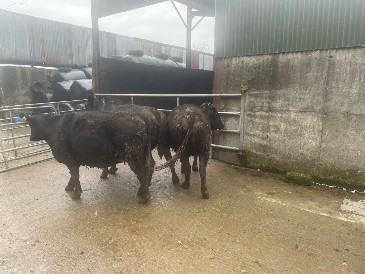 Sucklers cows 2AA 1LMX 1Jersey - Image 2