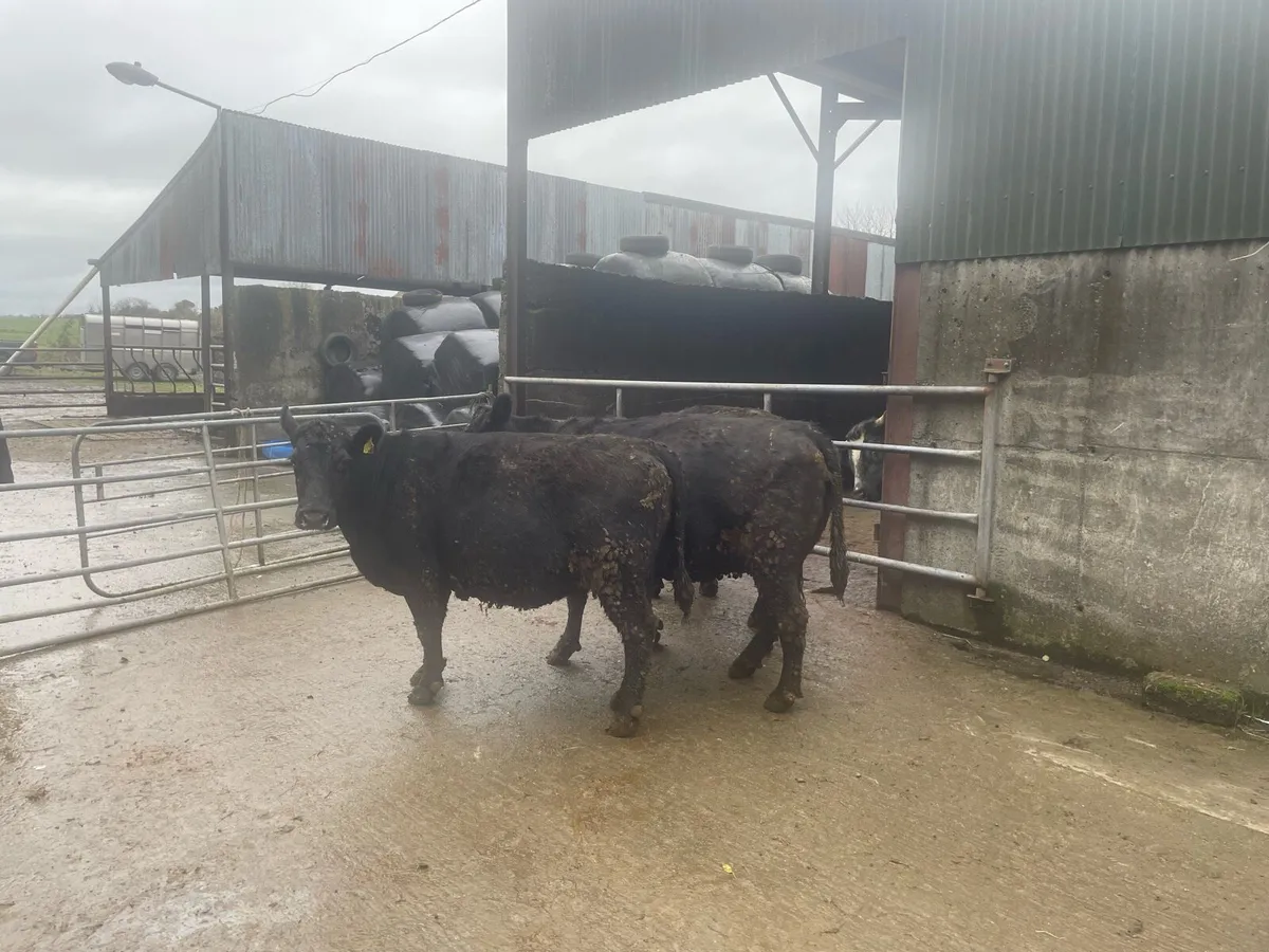 Sucklers cows 2AA 1LMX 1Jersey - Image 3