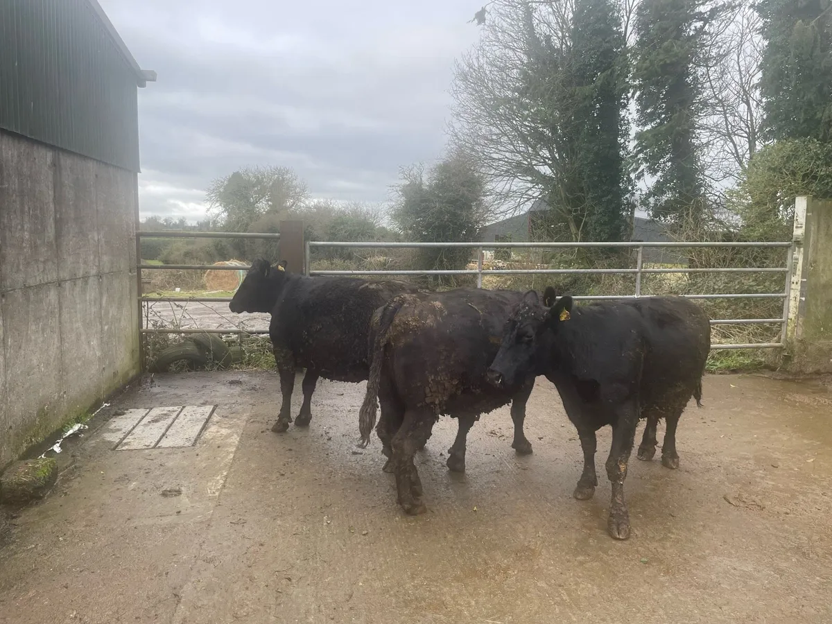 Sucklers cows 2AA 1LMX 1Jersey - Image 4