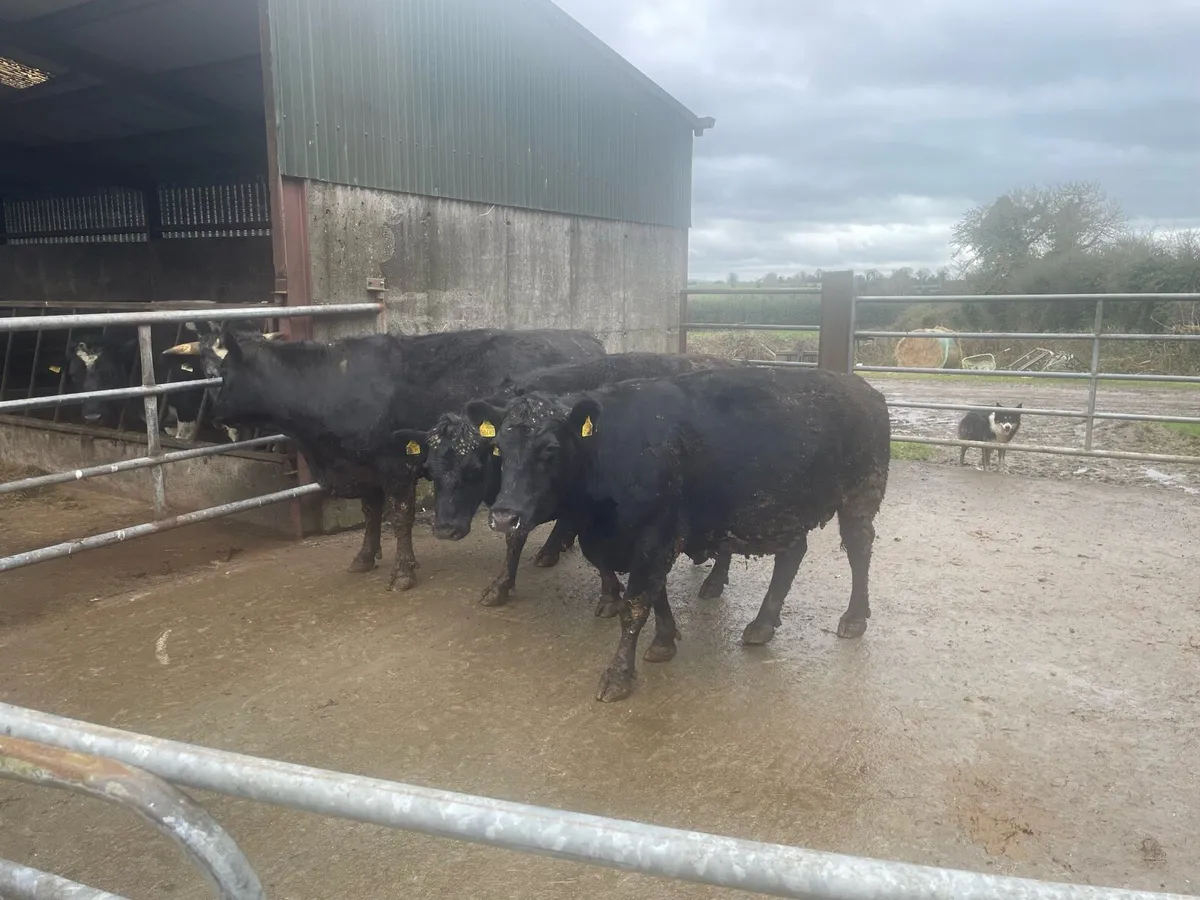 Sucklers cows 2AA 1LMX 1Jersey - Image 1