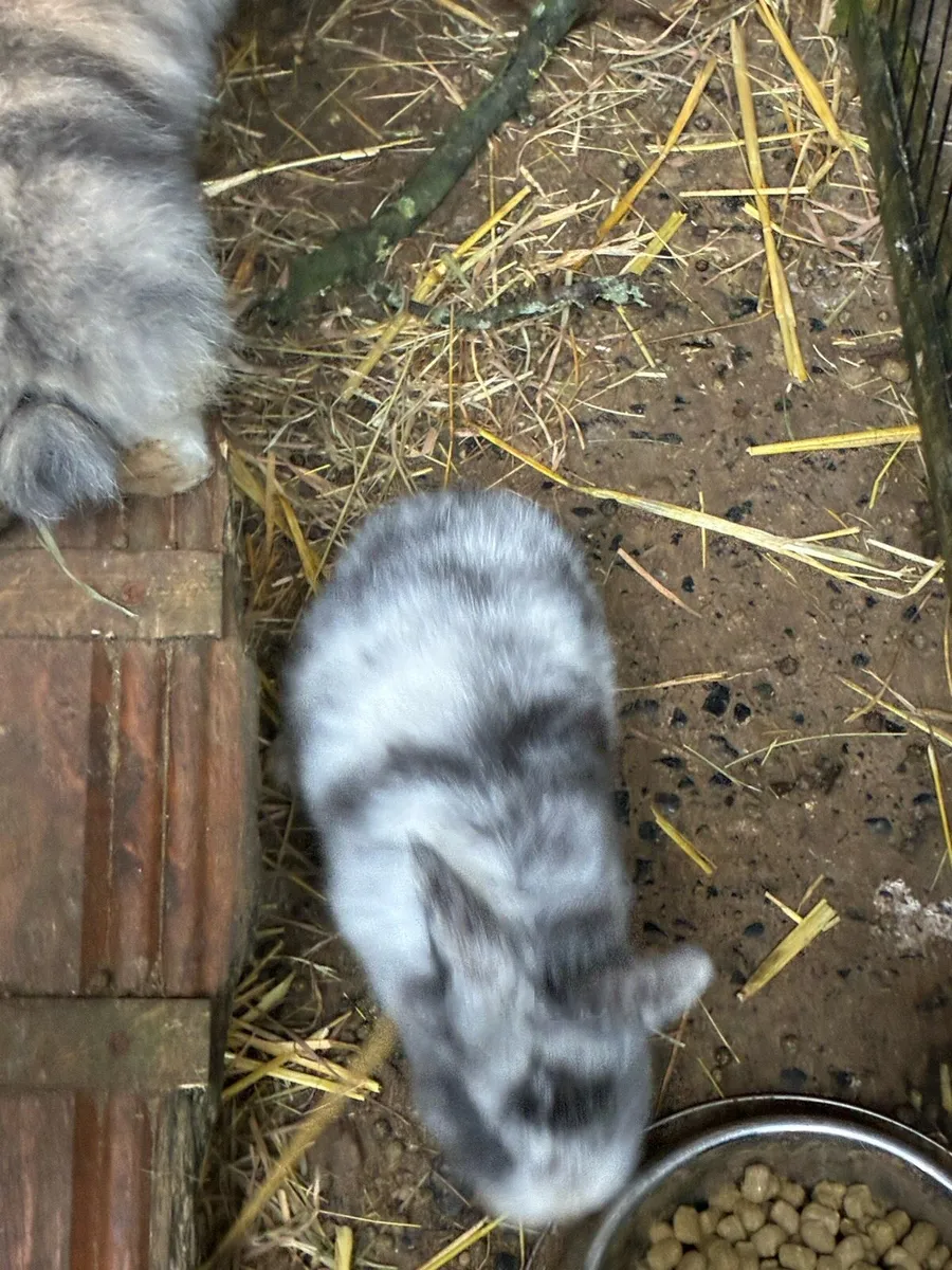 Baby rabbits - Image 3