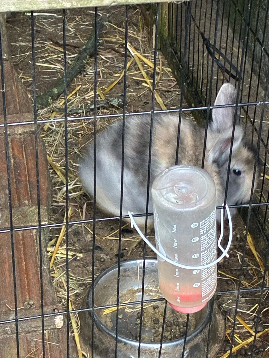 Baby rabbits - Image 4