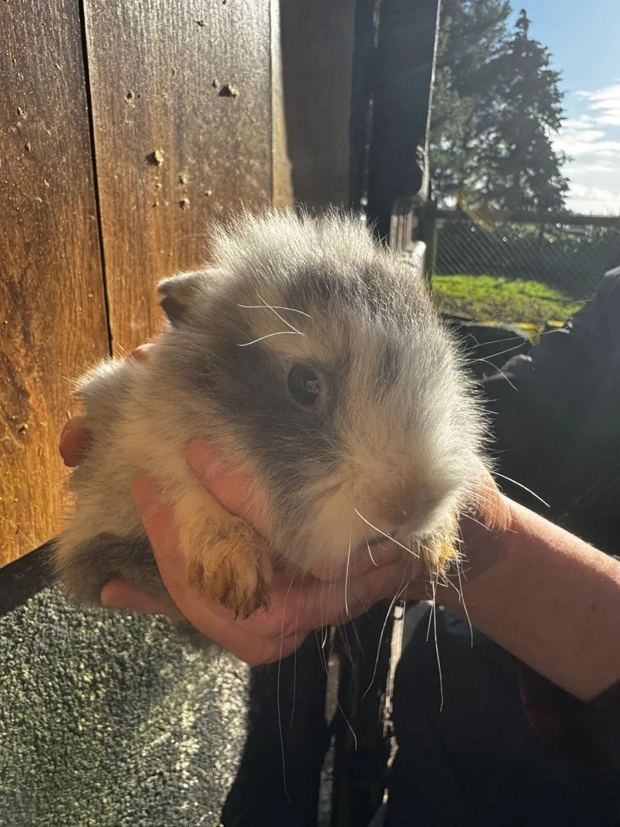 Baby rabbits - Image 1