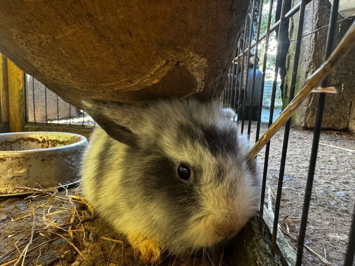 Baby rabbits - Image 2