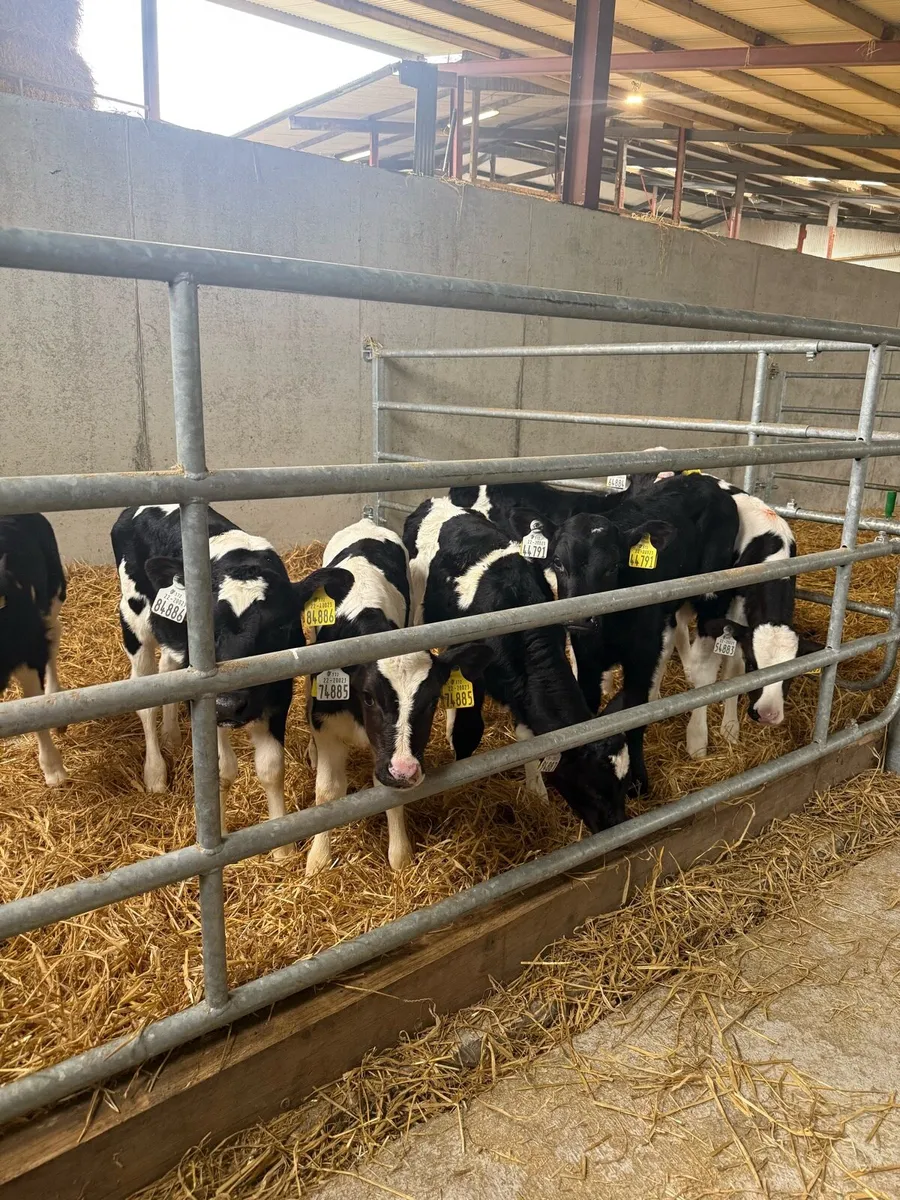 8 Heifer calves - Image 2