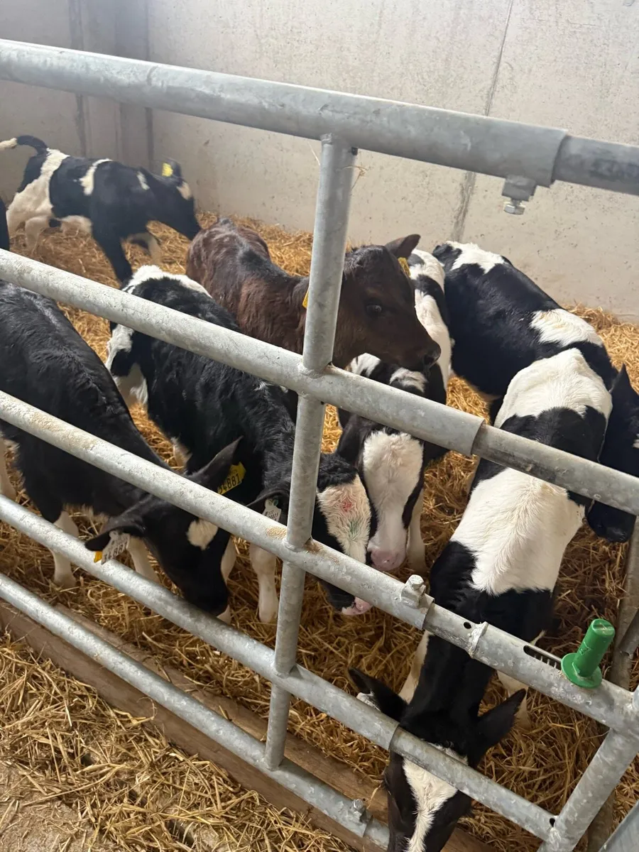 8 Heifer calves - Image 3