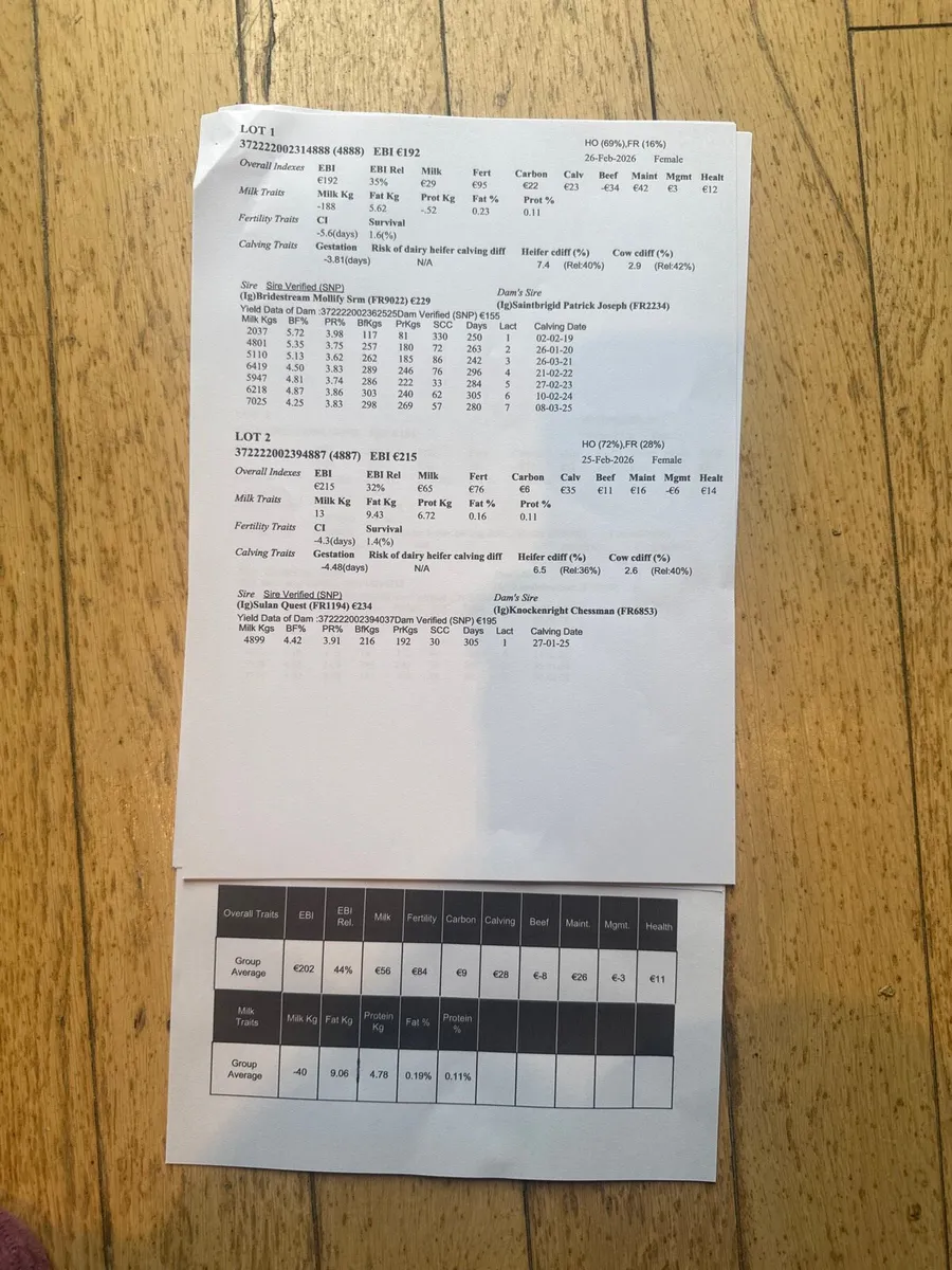 8 Heifer calves - Image 4