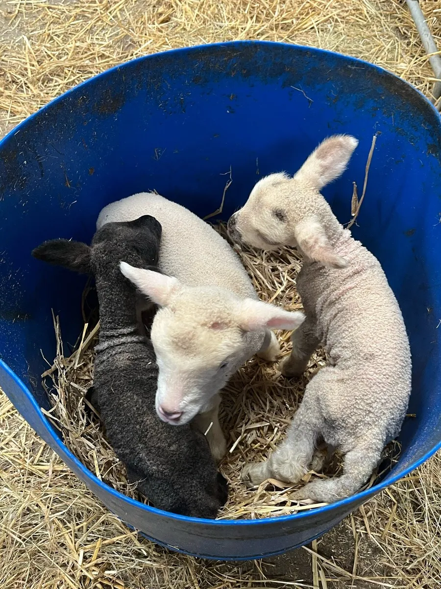 Pet lambs - Image 2
