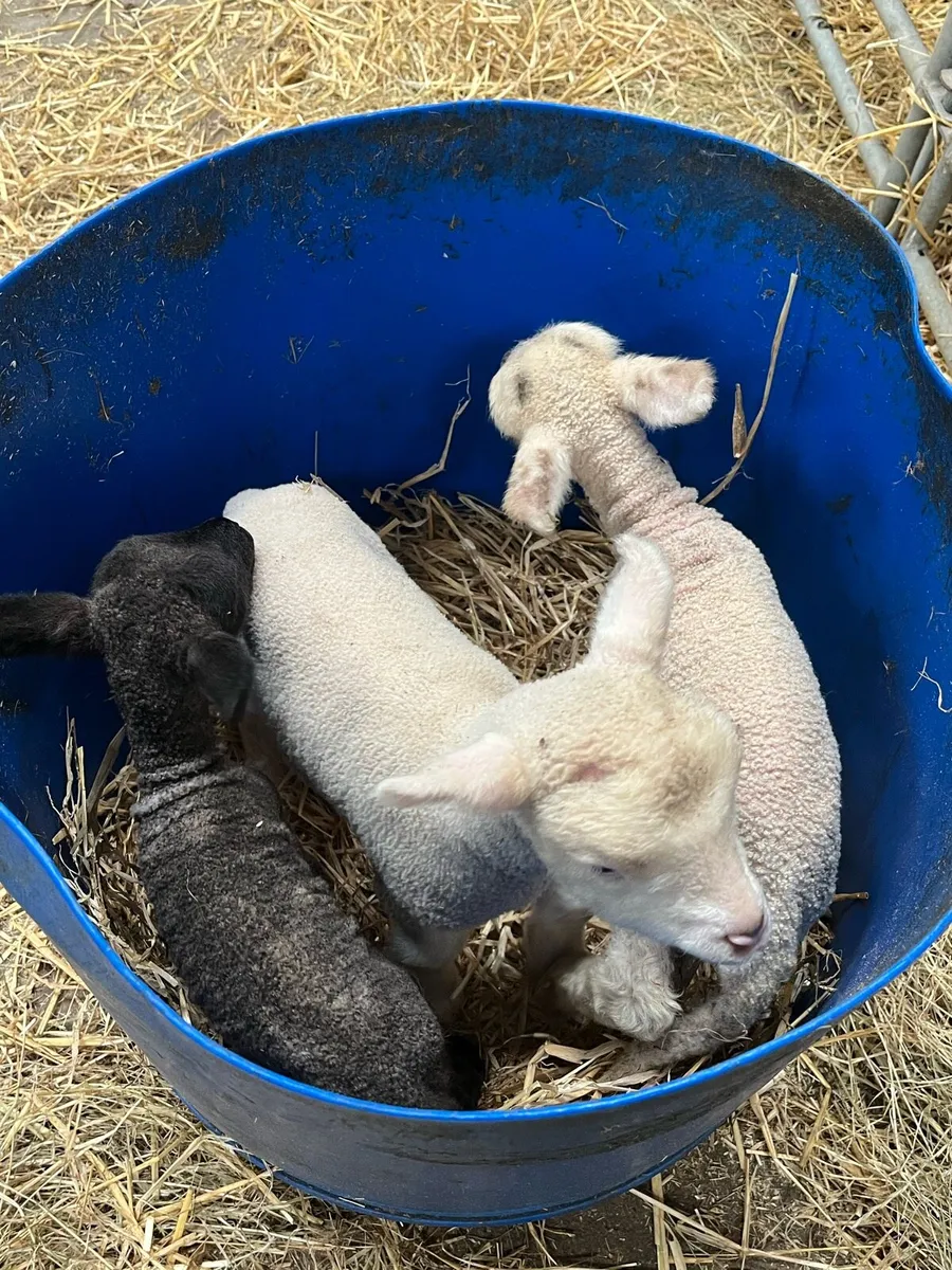 Pet lambs - Image 3