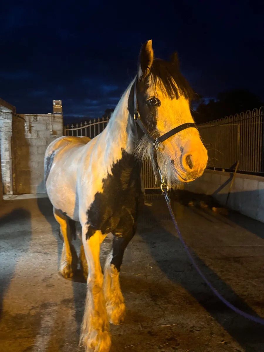 Riding cob for sale - Image 1