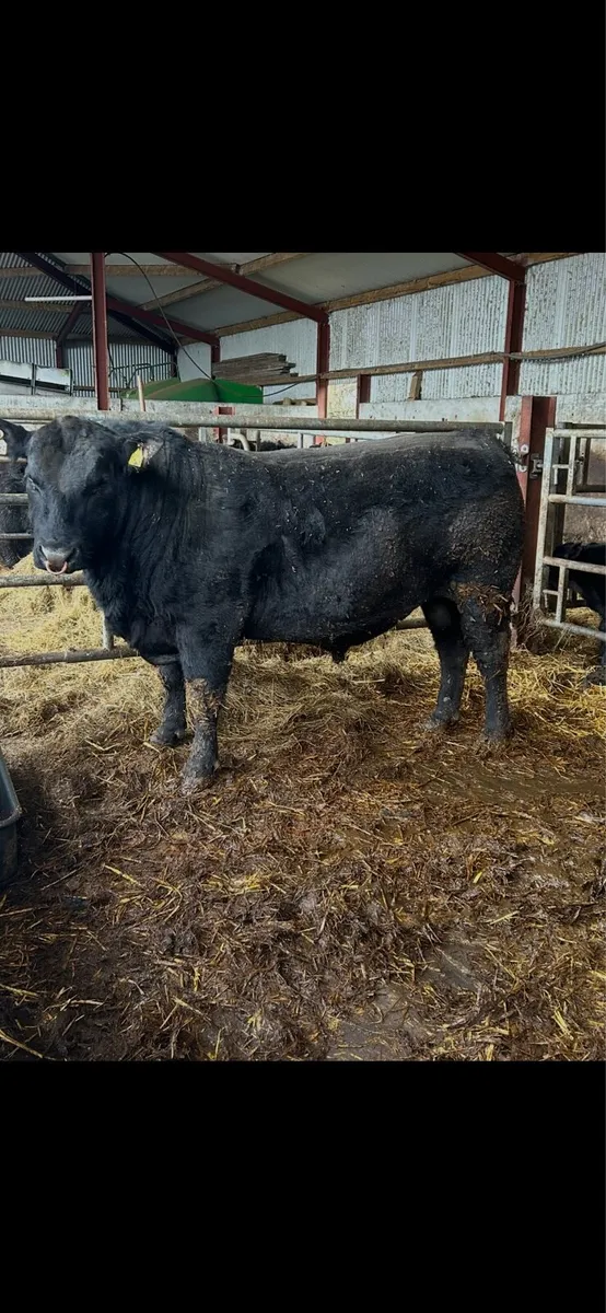 Pedigree Angus Bulls - Image 1