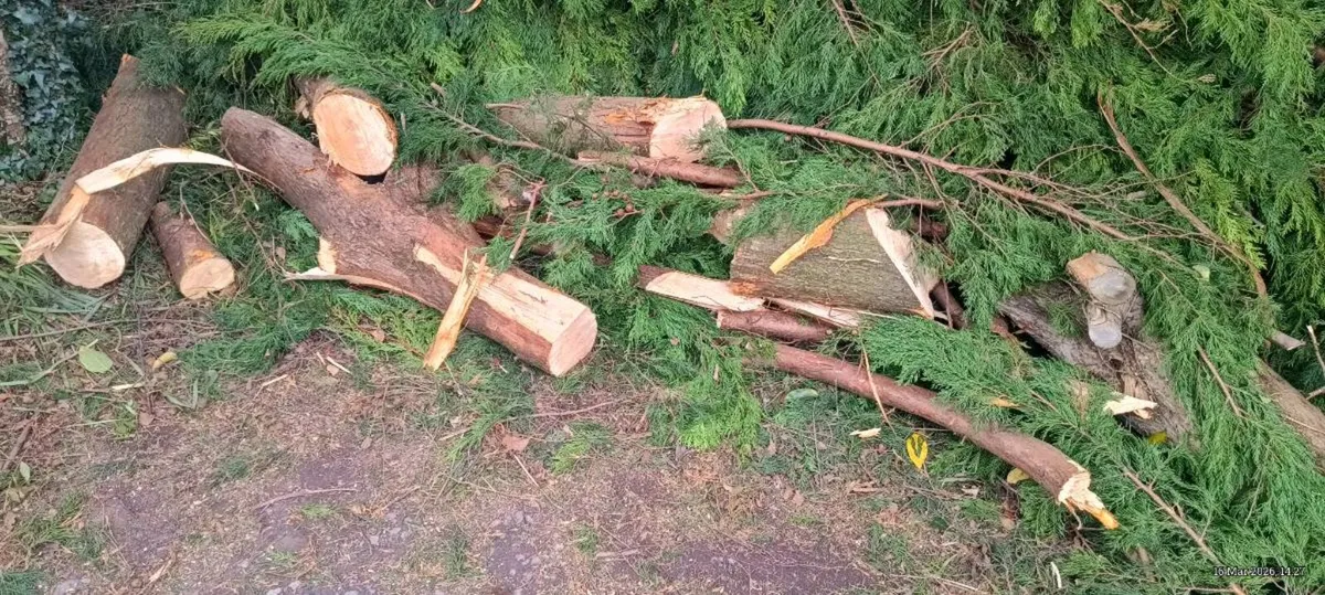 Tree. LG. Logs - Image 1