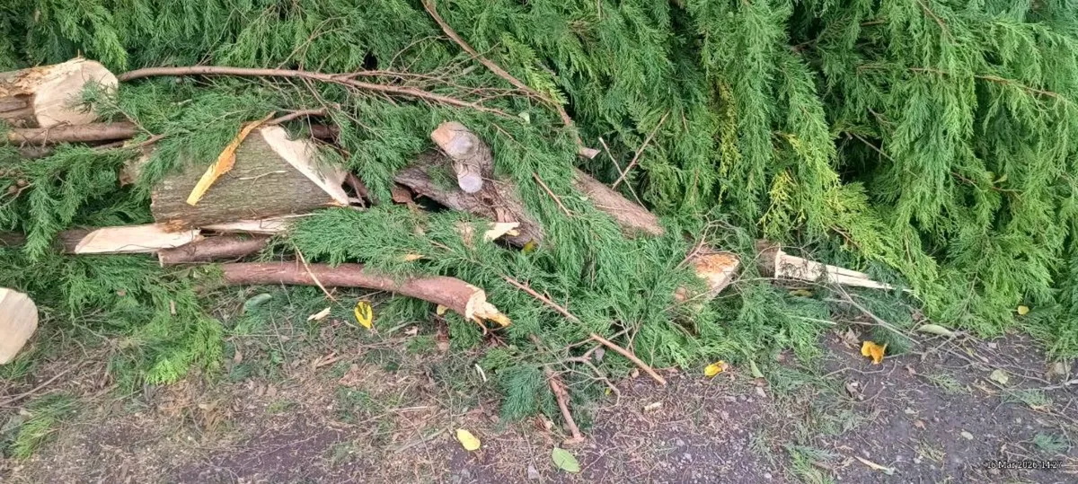 Tree. LG. Logs - Image 2