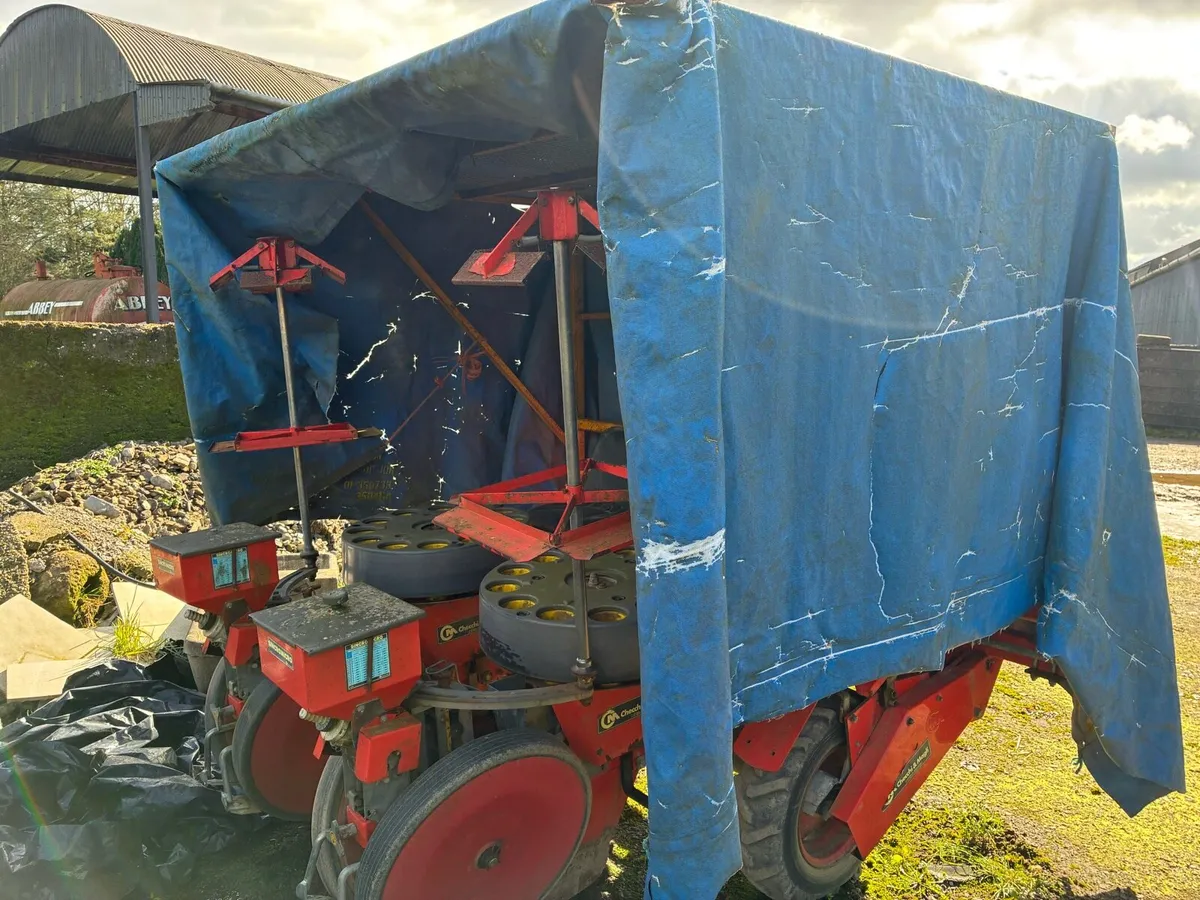 Checchi & magli cabbage planter - Image 1