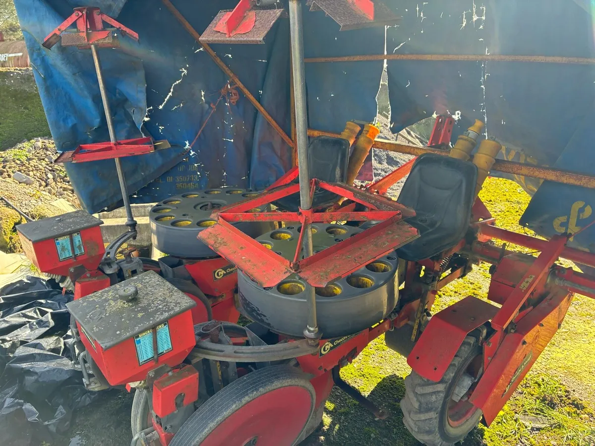 Checchi & magli cabbage planter - Image 4