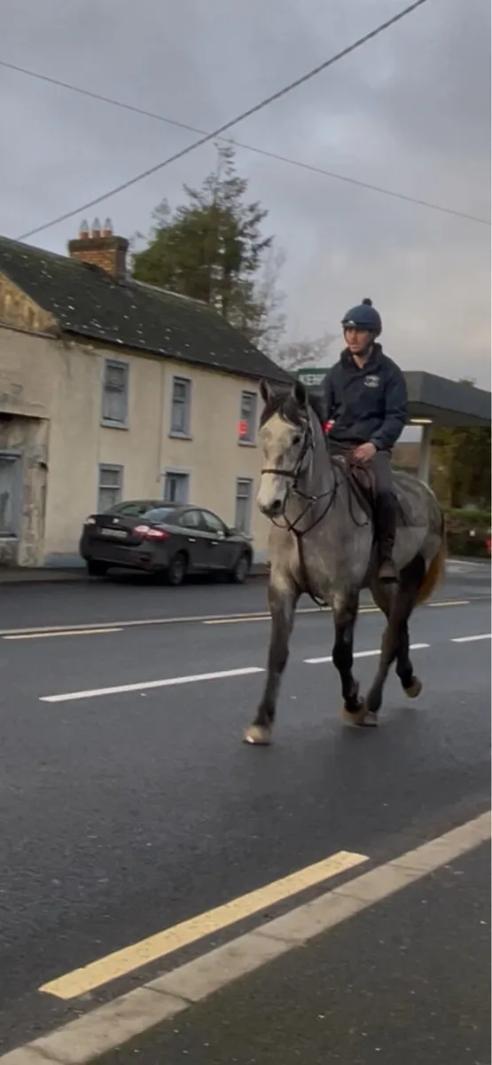 Irish draft - Image 1