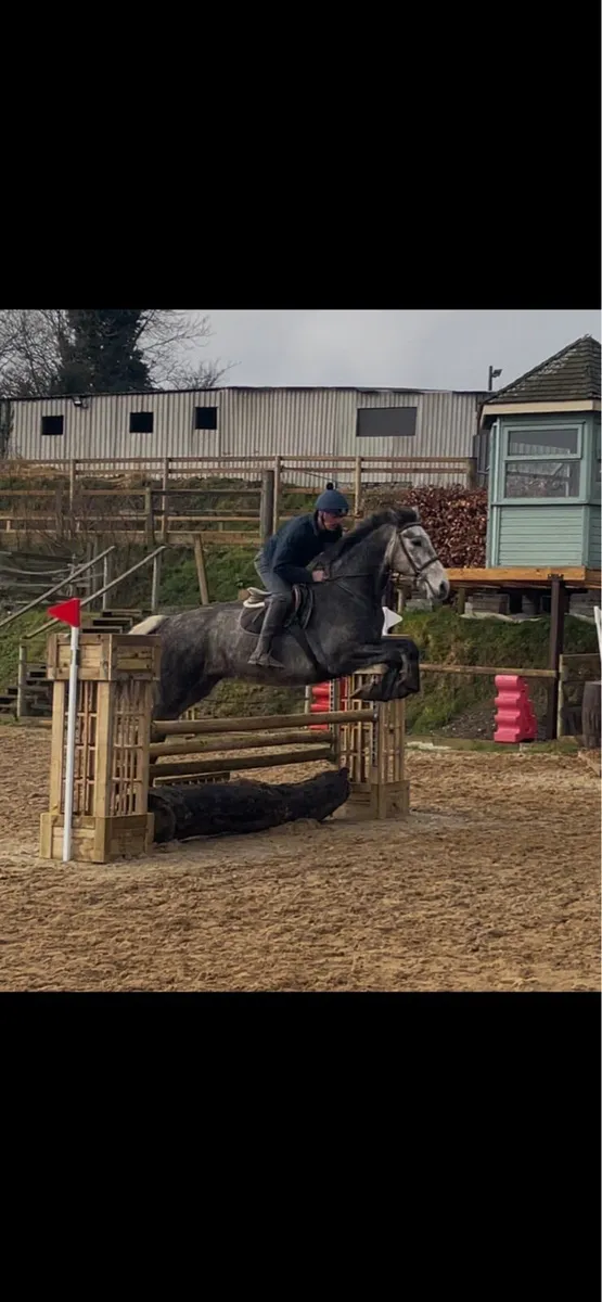 Irish draft - Image 2