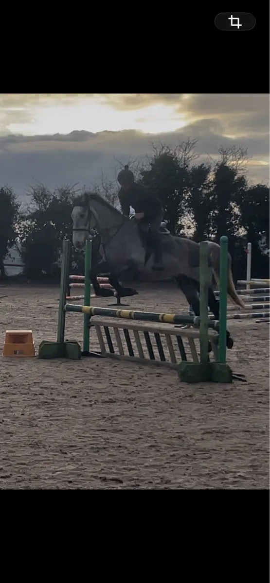 Irish draft - Image 3