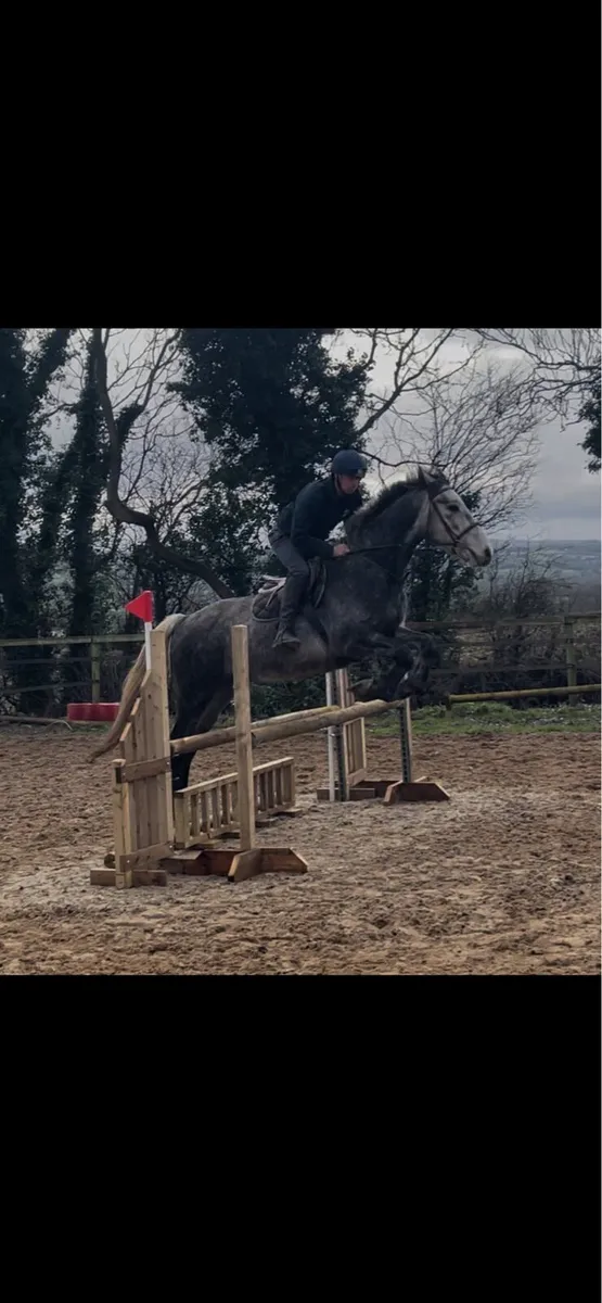 Irish draft - Image 4