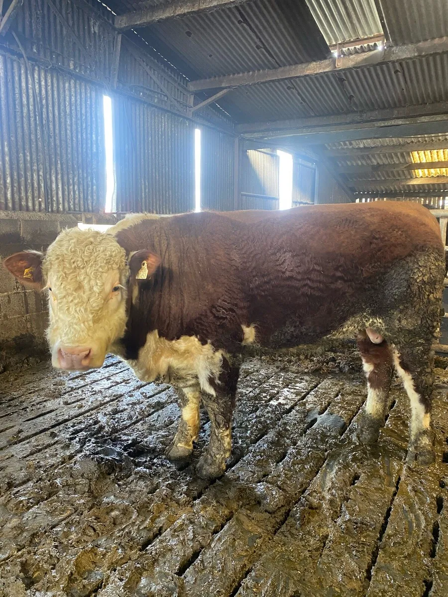 Hereford bull (22 months) - Image 1