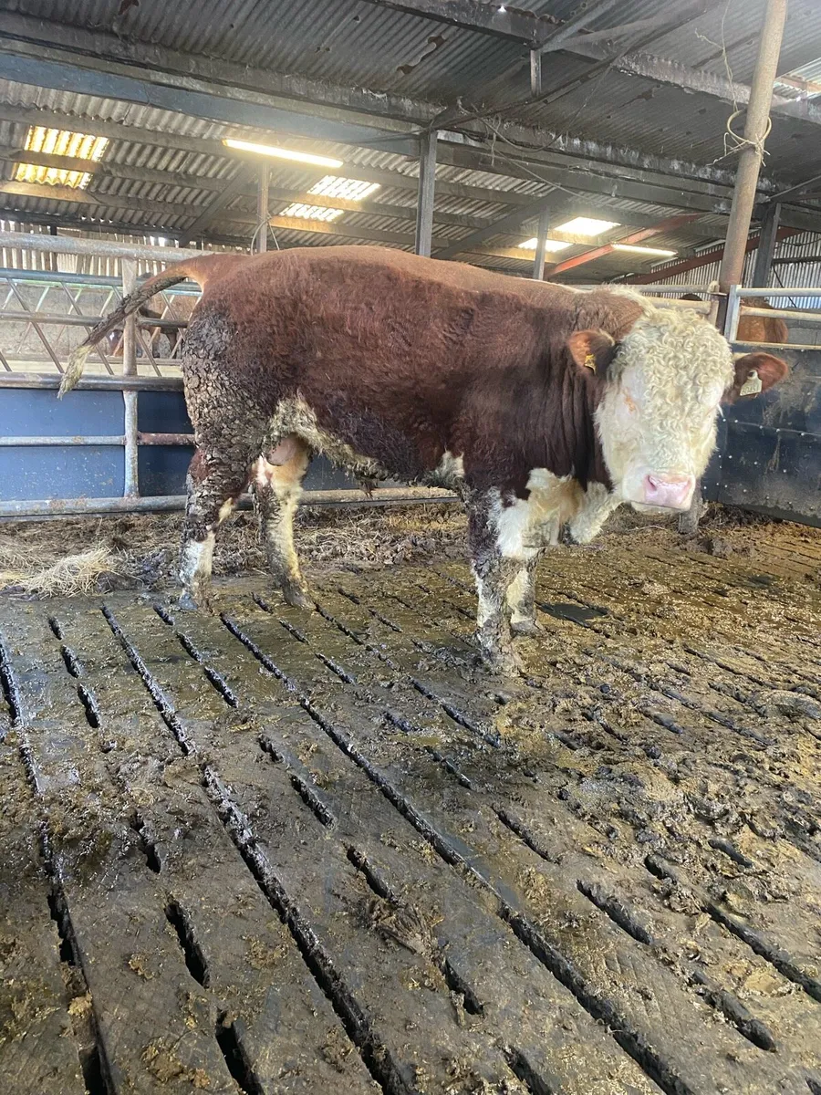 Hereford bull (22 months) - Image 2