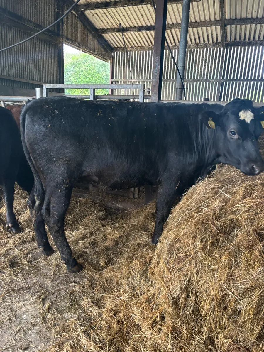 Bulling heifers - Image 2