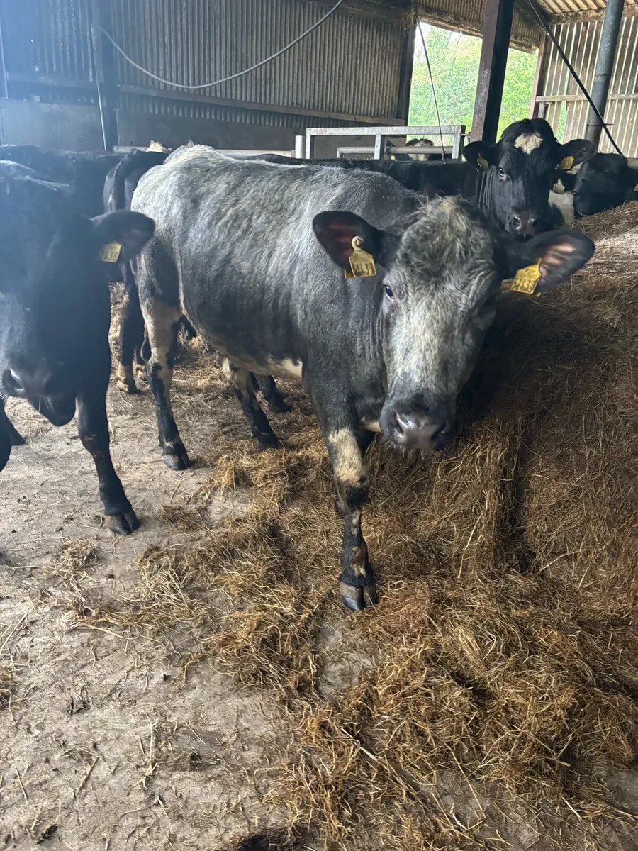 Bulling heifers - Image 4